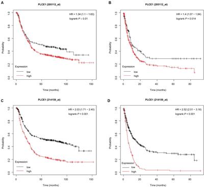 PLCE1 Polymorphisms Are Associated With Gastric Cancer Risk: The Changes in Protein Spatial Structure May Play a Potential Role